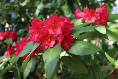 Rhododendron - pěnišník - květy (5)
